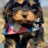 cavapoo puppies | cavapoo puppies for sale | cavapoo puppies arkansas | cavapoo puppies ready now