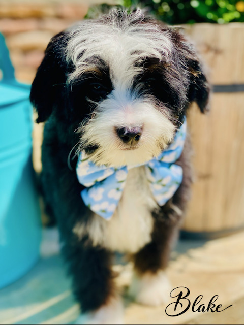 bernedoodle puppies for sale | bernedoodle puppies | bernedoodle breeders | mini bernedoodles for sale | mini bernedoodles puppies | mini bernedoodle puppies arkansas