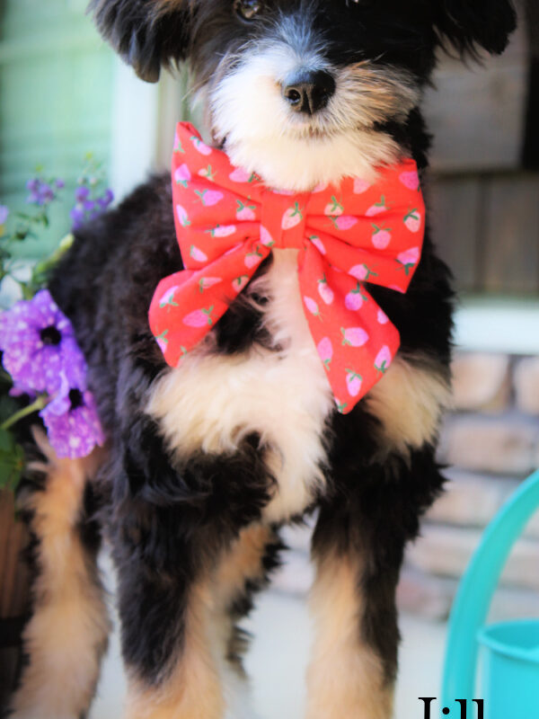 bernedoodle puppies for sale | bernedoodle puppies | bernedoodle breeders | mini bernedoodles for sale | mini bernedoodles puppies | mini bernedoodle puppies arkansas