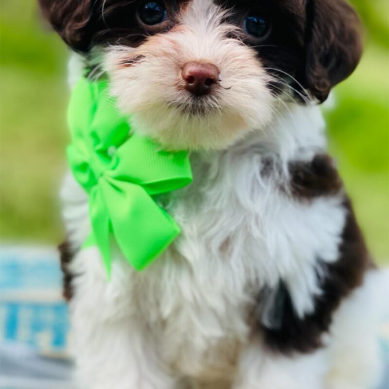cavapoo puppies near me | cavapoo pupppies for sale | merle cavapoo puppies
