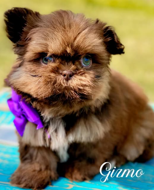 shihtzu