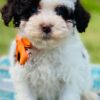 cavapoo puppies near me | cavapoo pupppies for sale | merle cavapoo puppies