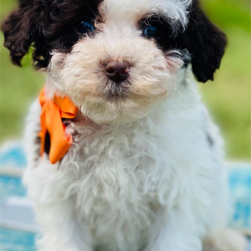 cavapoo puppies near me | cavapoo pupppies for sale | merle cavapoo puppies