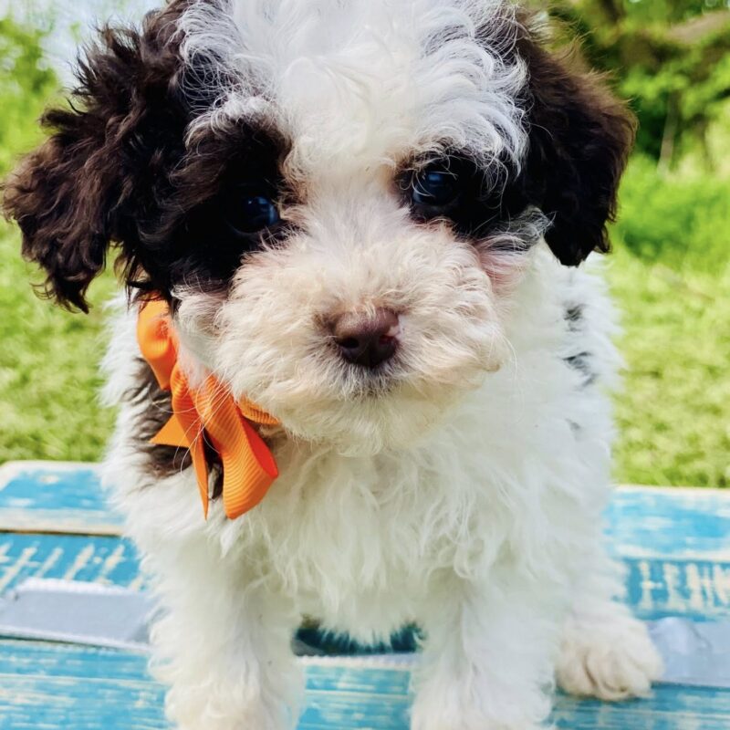cavapoo puppies