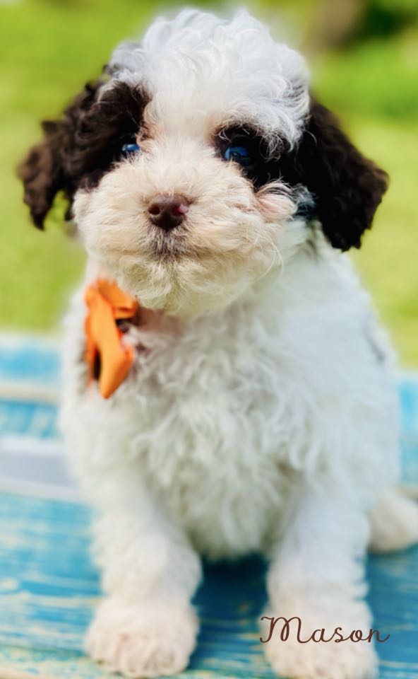 cavapoo puppies near me | cavapoo pupppies for sale | merle cavapoo puppies