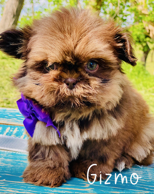 shihtzu puppies | shihtzu puppies for sale | shihtzu breeder | shih tzu puppies