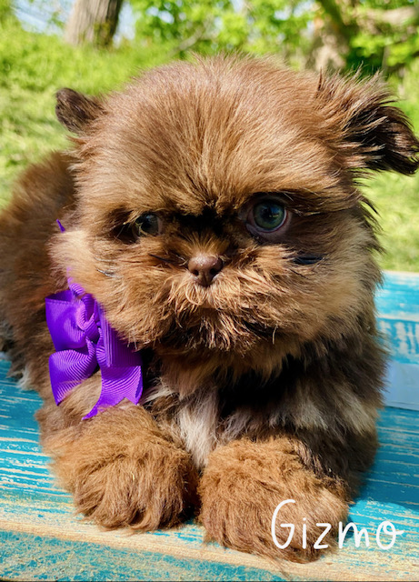shihtzu puppies | shihtzu puppies for sale | shihtzu breeder | shih tzu puppies