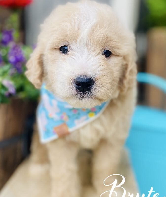goldendoodles for sale | goldendoodle | goldendoodles available now