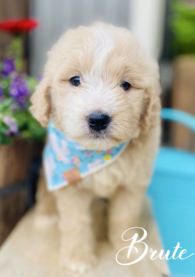 goldendoodles for sale | goldendoodle | goldendoodles available now