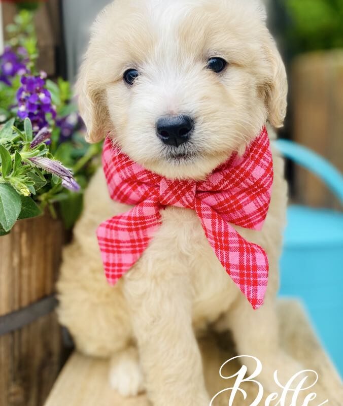goldendoodles for sale | goldendoodle | goldendoodles available now