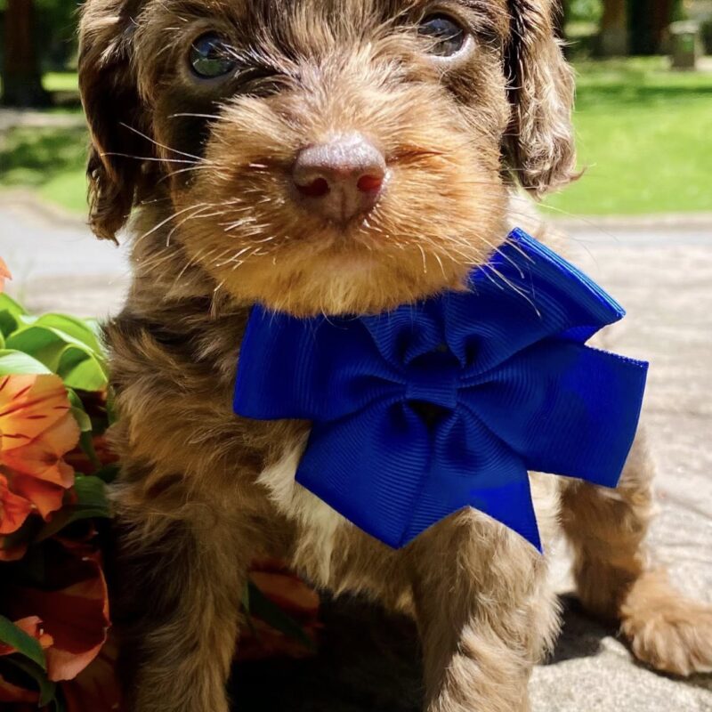 cavapoo puppies near me | cavapoo pupppies for sale | merle cavapoo puppies