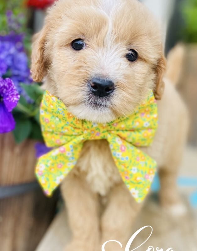goldendoodles for sale | goldendoodle | goldendoodles available now