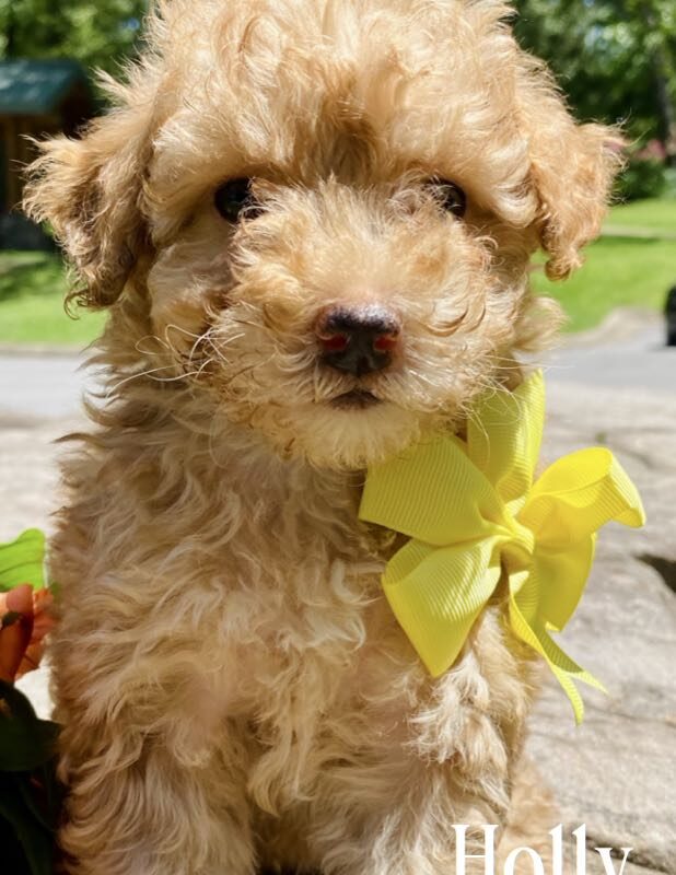 goldendoodles for sale | goldendoodle | goldendoodles available now
