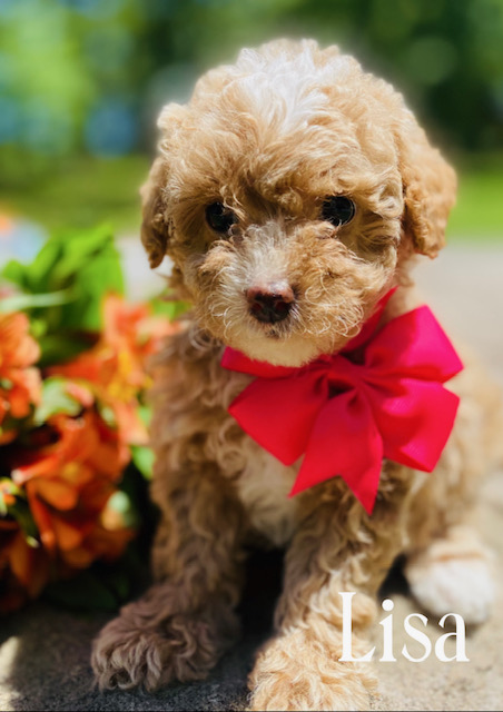 goldendoodles for sale | goldendoodle | goldendoodles available now