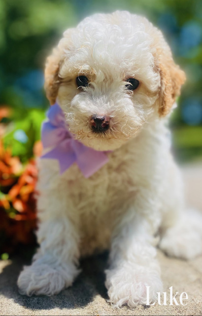 goldendoodles for sale | goldendoodle | goldendoodles available now