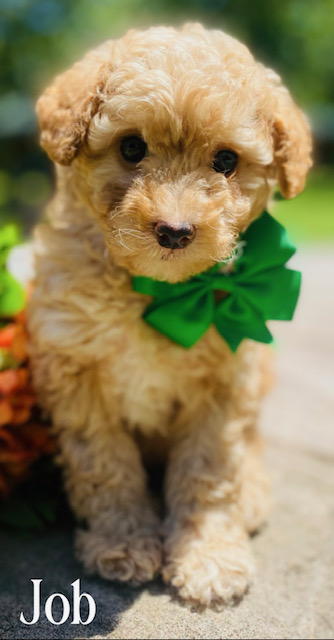goldendoodles for sale | goldendoodle | goldendoodles available now