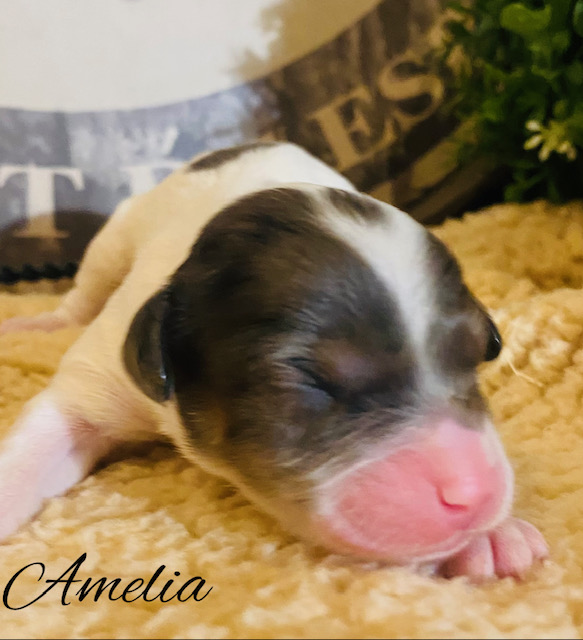 cavapoo puppies near me | cavapoo pupppies for sale | merle cavapoo puppies