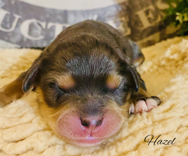 cavapoo puppies near me | cavapoo pupppies for sale | merle cavapoo puppies