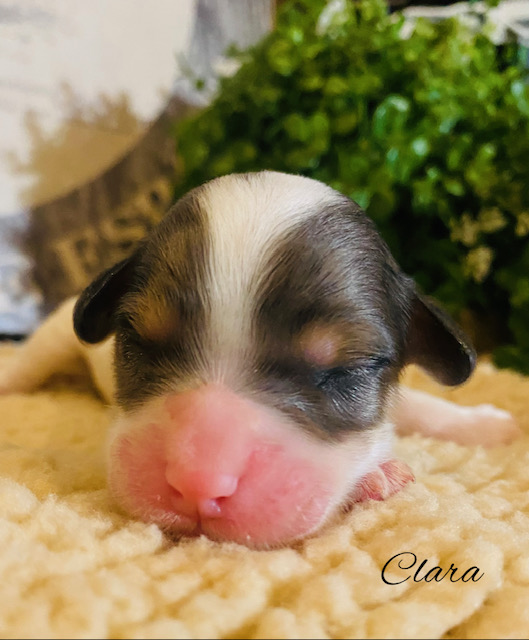 cavapoo puppies near me | cavapoo pupppies for sale | merle cavapoo puppies