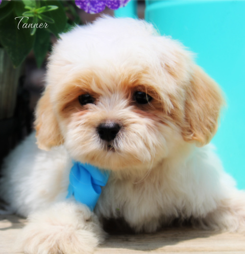 shihpoo puppies, shihpoo puppies for sale, shihpoo breeders, shihpoo puppies available now