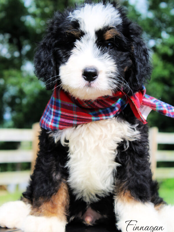 bernedoodle puppies for sale | bernedoodle puppies | bernedoodle breeders | mini bernedoodles for sale | mini bernedoodles puppies | mini bernedoodle puppies arkansas
