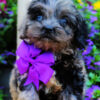 cockapoo puppies for sale | cockapoo puppies available now | cockapoo puppies ready now | cockapoo puppies available now | cockapoo puppies | cockapoo breeders arkansas