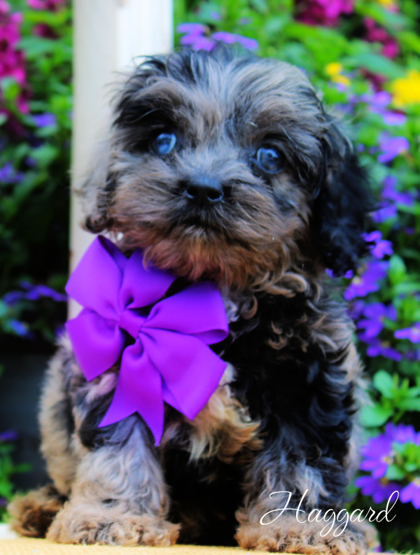 cockapoo puppies for sale | cockapoo puppies available now | cockapoo puppies ready now | cockapoo puppies available now | cockapoo puppies | cockapoo breeders arkansas