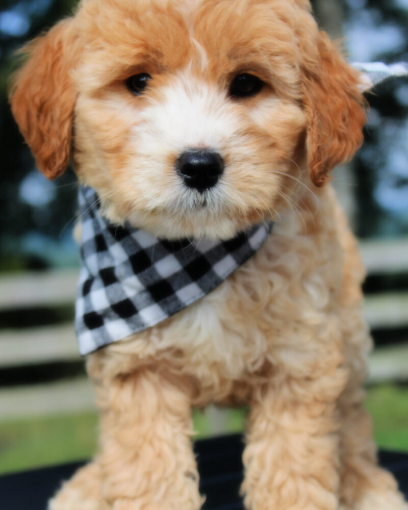 goldendoodle puppies, goldendoodles for sale, goldendoodles arkansas, goldendoodles near me, goldendoodles ready now