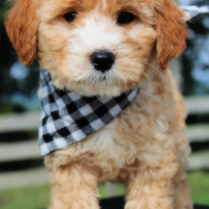 goldendoodle puppies, goldendoodles for sale, goldendoodles arkansas, goldendoodles near me, goldendoodles ready now