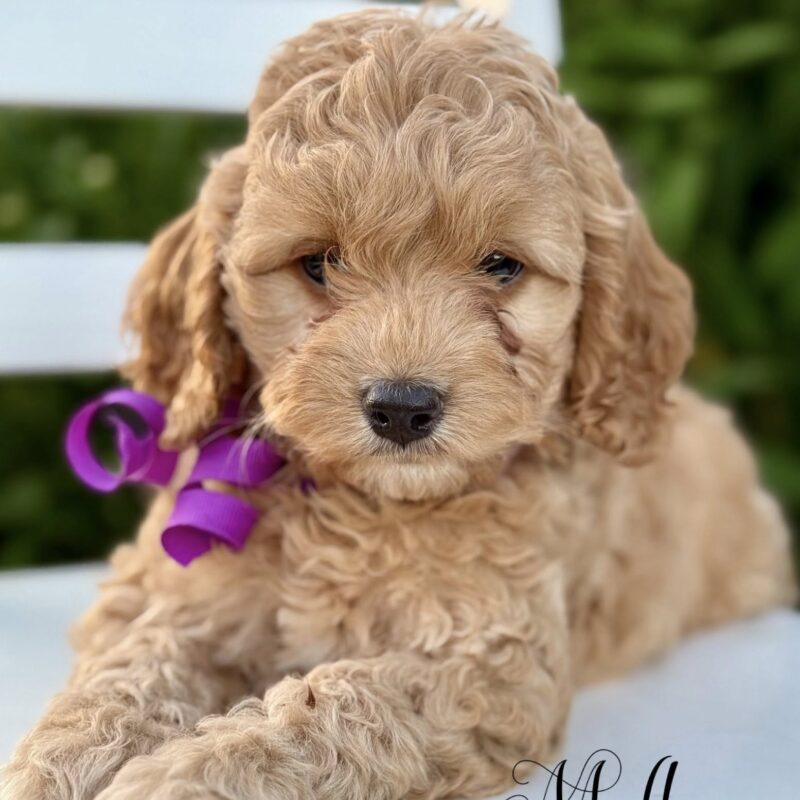 cockapoo puppies for sale | cockapoo puppies available now | cockapoo puppies ready now | cockapoo puppies available now | cockapoo puppies | cockapoo breeders arkansas