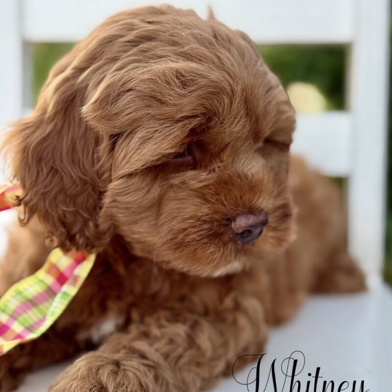 cockapoo puppies for sale | cockapoo puppies available now | cockapoo puppies ready now | cockapoo puppies available now | cockapoo puppies | cockapoo breeders arkansas