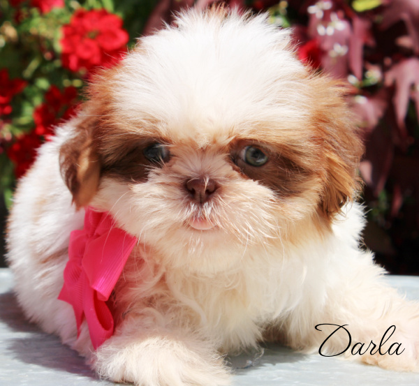 shihtzu puppies | shihtzu puppies for sale | shihtzu breeder | shih tzu puppies