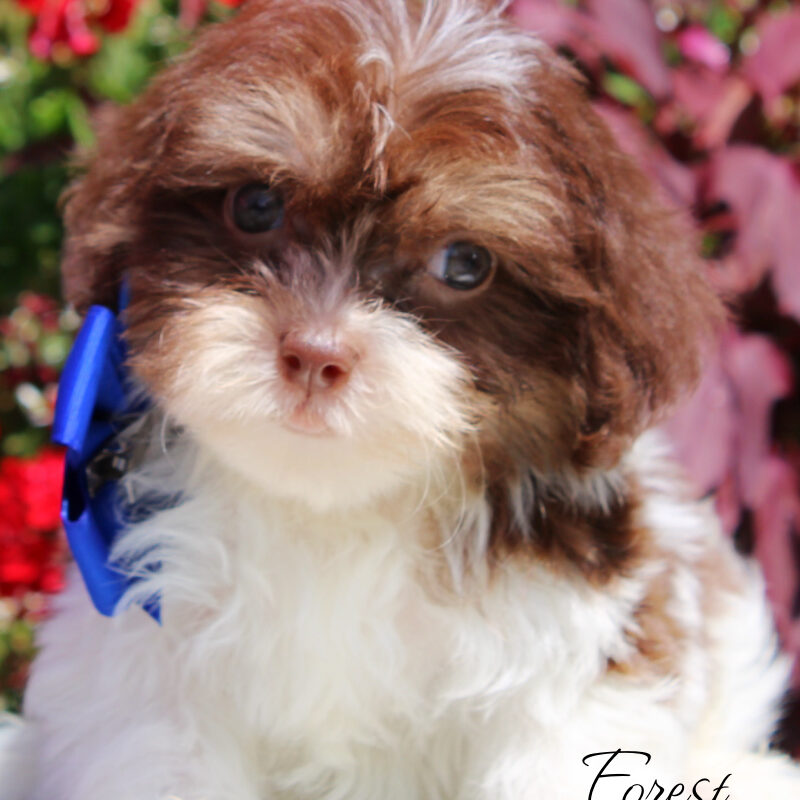 shihpoo puppies, shihpoo puppies for sale, shihpoo breeders, shihpoo puppies available now