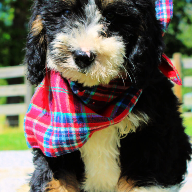 bernedoodle puppies for sale | bernedoodle puppies | bernedoodle breeders | mini bernedoodles for sale | mini bernedoodles puppies | mini bernedoodle puppies arkansas