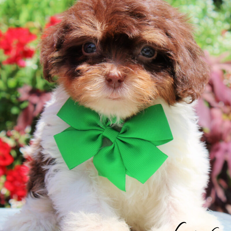 shihpoo puppies, shihpoo puppies for sale, shihpoo breeders, shihpoo puppies available now