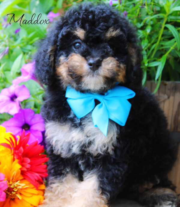 cavapoo puppies near me | cavapoo pupppies for sale | merle cavapoo puppies