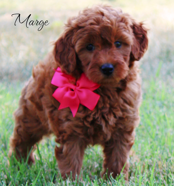 goldendoodle puppies, goldendoodle puppies near me, mini goldendoodles, goldendoodle breeder