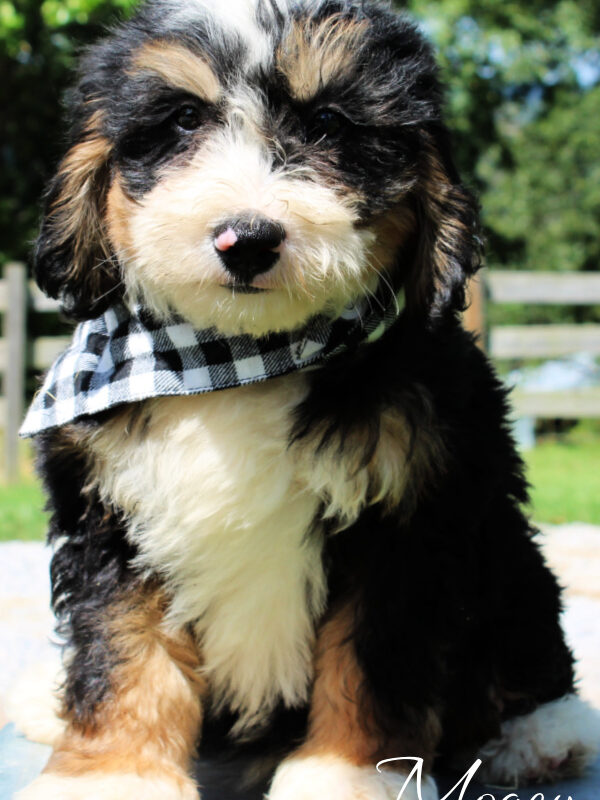 bernedoodle puppies for sale | bernedoodle puppies | bernedoodle breeders | mini bernedoodles for sale | mini bernedoodles puppies | mini bernedoodle puppies arkansas