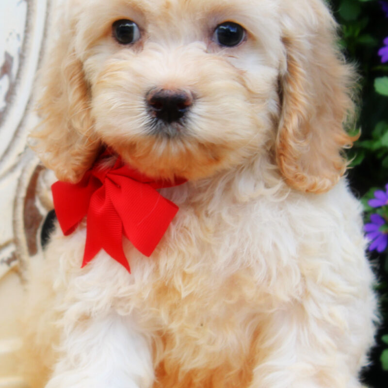 cockapoo puppies for sale | cockapoo puppies available now | cockapoo puppies ready now | cockapoo puppies available now | cockapoo puppies | cockapoo breeders arkansas