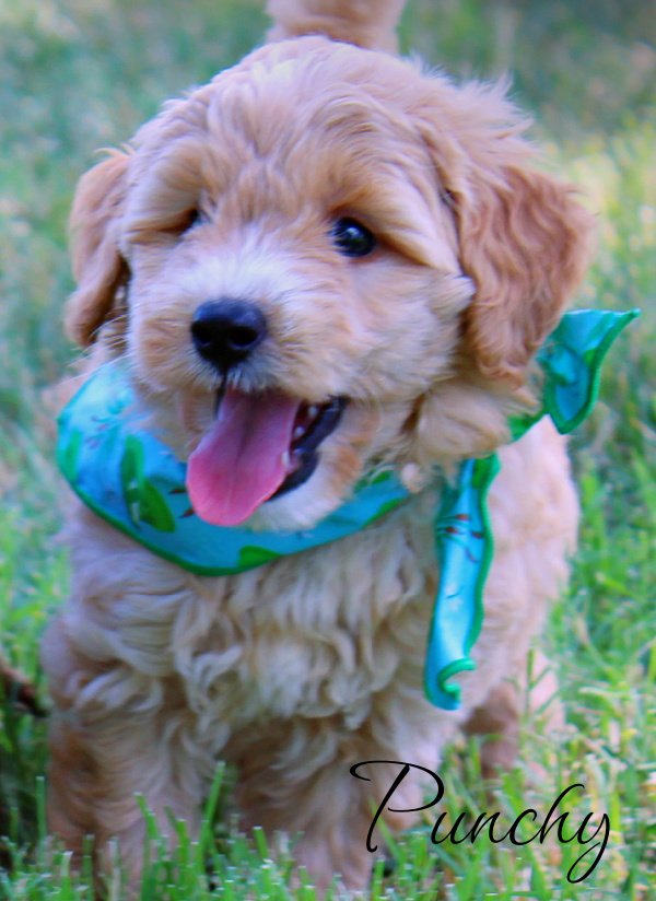goldendoodle puppies, goldendoodle puppies near me, mini goldendoodles, goldendoodle breeer