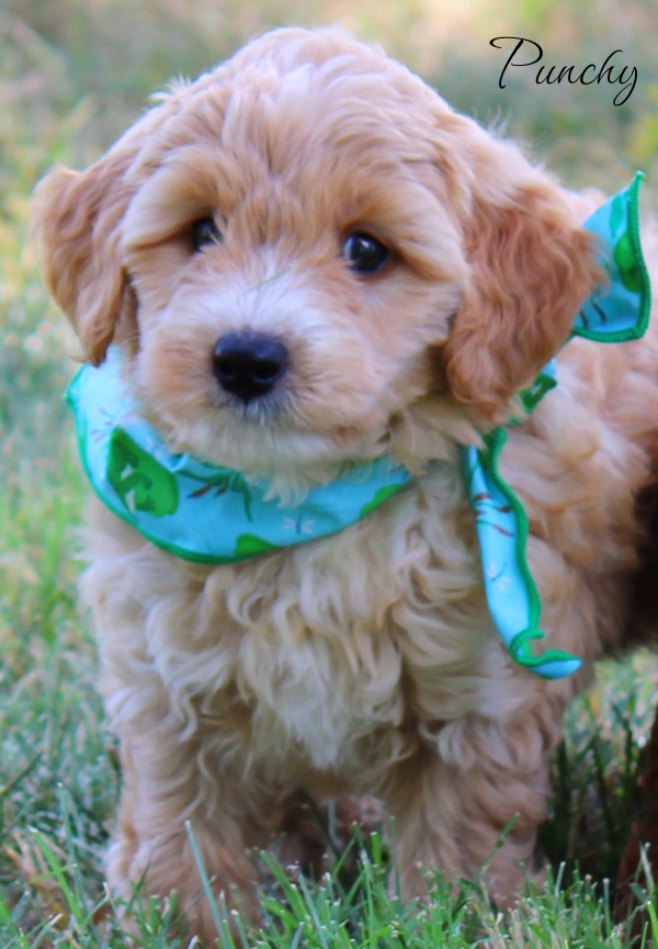 goldendoodle puppies, goldendoodle puppies near me, mini goldendoodles, goldendoodle breeer